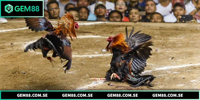 Đá Gà Đòn - Hình Thức Đá Gà Đối Kháng Đầy Kịch Tính