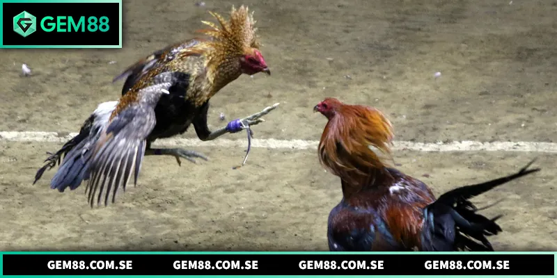 Đá Gà Tre - Nét Đặc Sắc Trong Văn Hóa Giải Trí Truyền Thống