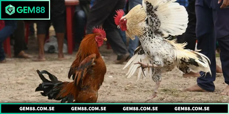 Nét đặc trưng của gà đòn thi đấu