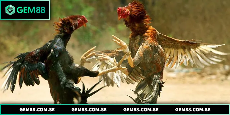 Những mô hình đá gà được ưa chuộng tại trường gà Thomo