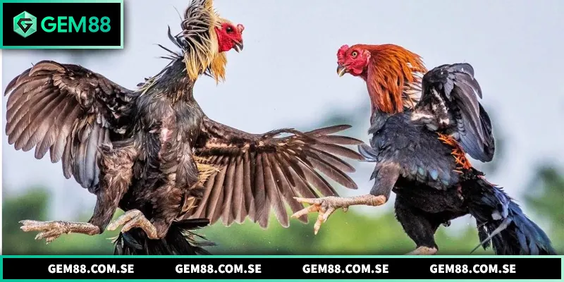 Tại sao sảnh đá gà Gem88 được nhiều người yêu thích